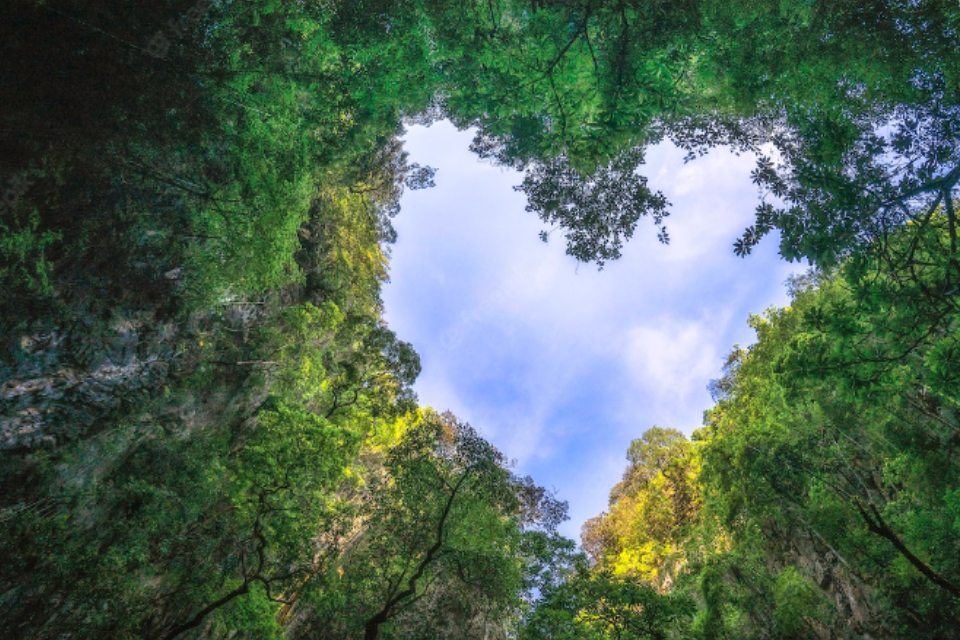 EVIG - Blick nach oben aus einem Wald heraus, eine Lichtung in Herzform ist sichtbar